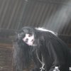 Strobo.'Lolita